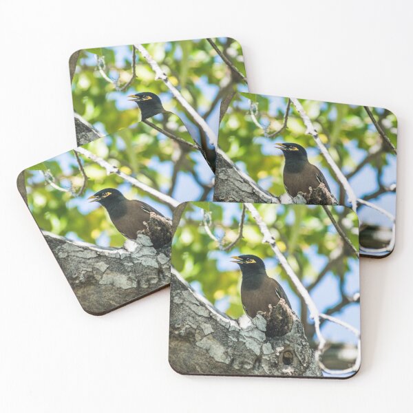 Item preview, Common myna designed and sold by KensLensDesigns.