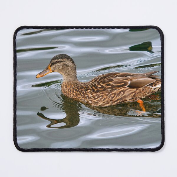 Item preview, Female Mallard Swimming designed and sold by Dorset Girl.