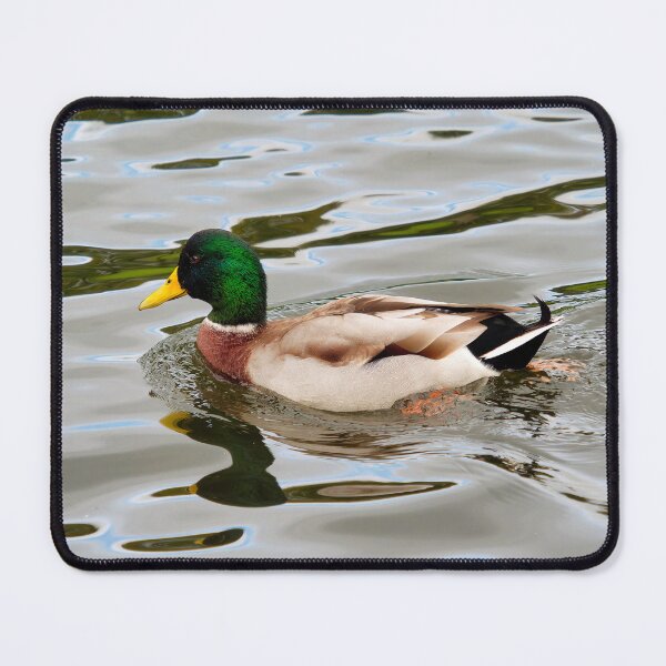 Item preview, Male Mallard with Reflections Swimming on a River designed and sold by Dorset Girl.