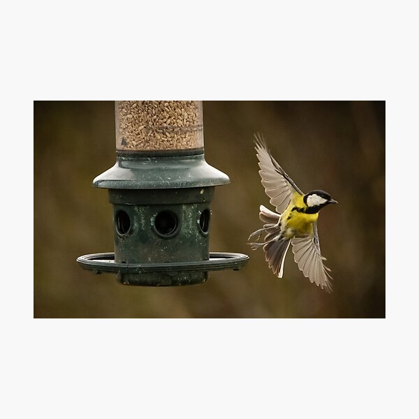 Item preview, Great Tit launching from the feeder designed and sold by StelleryART.