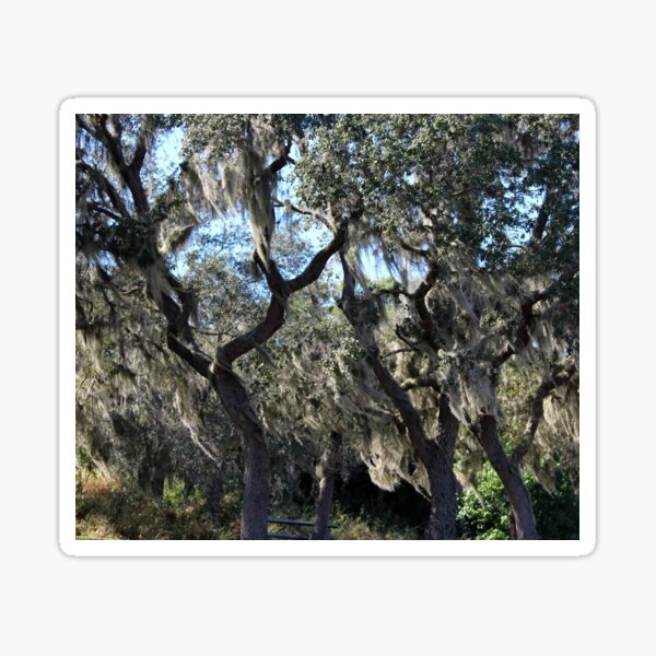 Item preview, Florida Spanish Moss designed and sold by Dennis Consorte.