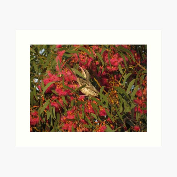 Item preview, Red Wattle Bird - Flinders Ranges designed and sold by outbackjack.