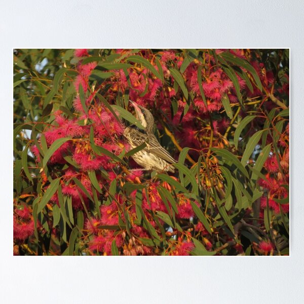 Item preview, Red Wattle Bird - Flinders Ranges designed and sold by outbackjack.