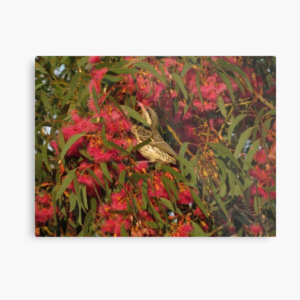 Red Wattle Bird - Flinders Ranges Metal Print