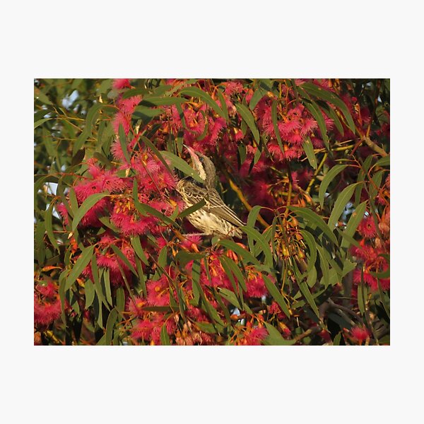 Item preview, Red Wattle Bird - Flinders Ranges designed and sold by outbackjack.
