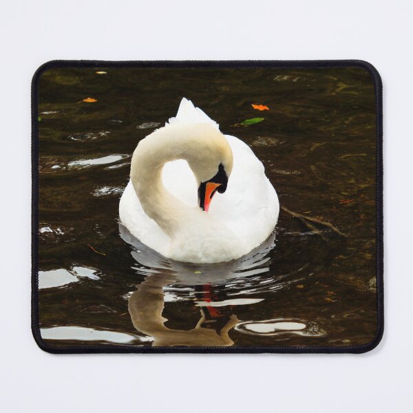 Item preview, White Mute Swan Preening the Feathers designed and sold by Dorset Girl.