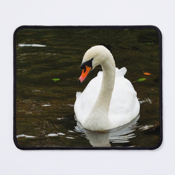 Item preview, White Mute Swan Swimming on the River designed and sold by Dorset Girl.