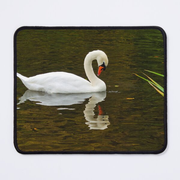 Item preview, White Mute Swan Swimming on the River designed and sold by Dorset Girl.