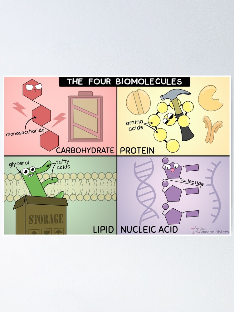Thumbnail 2 of 3, Poster, Four Biomolecules Poster designed and sold by amoebasisters.