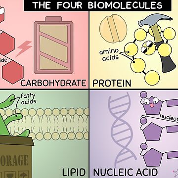 Artwork thumbnail, Four Biomolecules Poster by amoebasisters