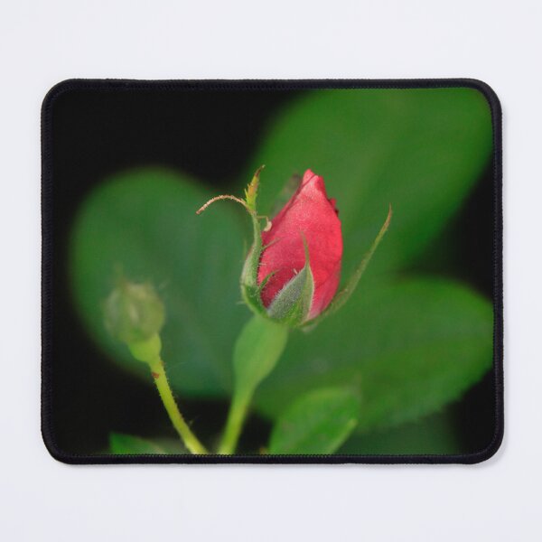 Item preview, Red bud og rose on nature background designed and sold by olena2552.