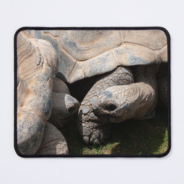 Item preview, A Pair of Giant Tortoises designed and sold by LindaCooke.