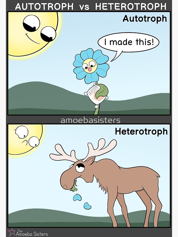 Thumbnail 3 of 3, Poster, Autotroph vs Heterotroph designed and sold by amoebasisters.