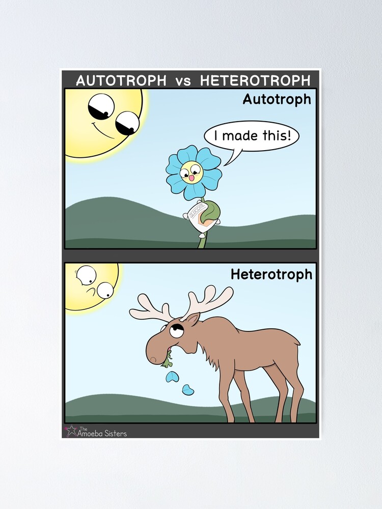 Poster, Autotroph vs Heterotroph designed and sold by amoebasisters