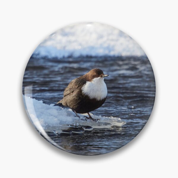 Item preview, Cool dip waiting. White-throated dipper designed and sold by Jouko Lehto Photography.
