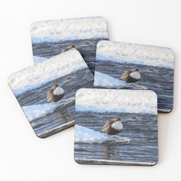 Item preview, Cool dip waiting. White-throated dipper designed and sold by Jouko Lehto Photography.