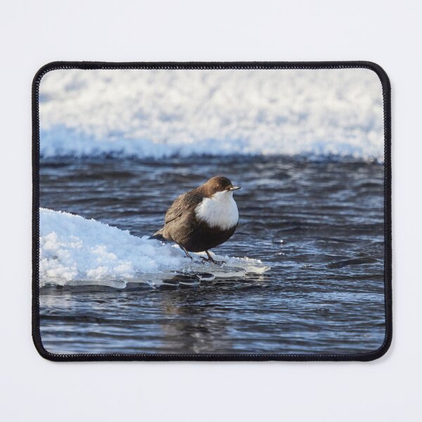 Item preview, Cool dip waiting. White-throated dipper designed and sold by Jouko Lehto Photography.