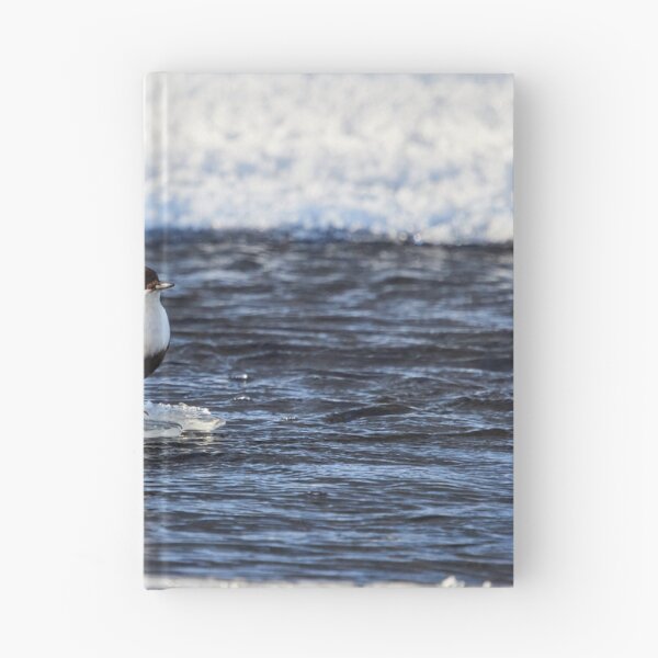 Item preview, Cool dip waiting. White-throated dipper designed and sold by Jouko Lehto Photography.