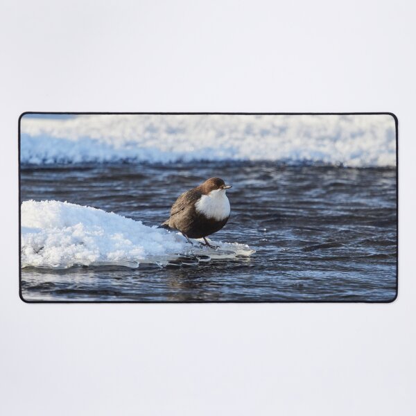 Item preview, Cool dip waiting. White-throated dipper designed and sold by Jouko Lehto Photography.