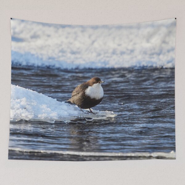 Item preview, Cool dip waiting. White-throated dipper designed and sold by Jouko Lehto Photography.