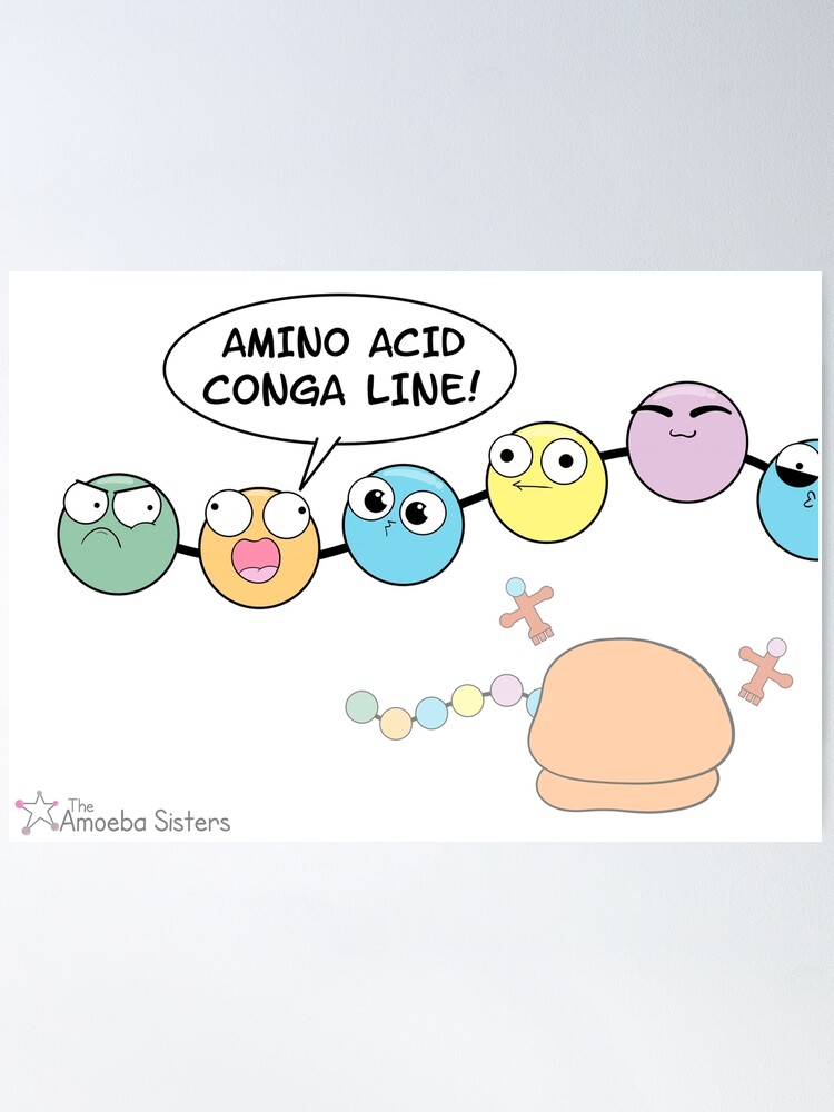 Thumbnail 2 of 3, Poster, Amino Acid Conga Line designed and sold by amoebasisters.