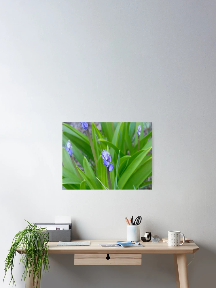 Thumbnail 2 of 3, Poster, Spring Bluebell's designed and sold by BuddingTree.