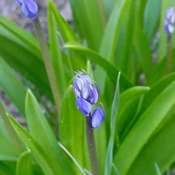Artwork thumbnail, Spring Bluebell's by BuddingTree