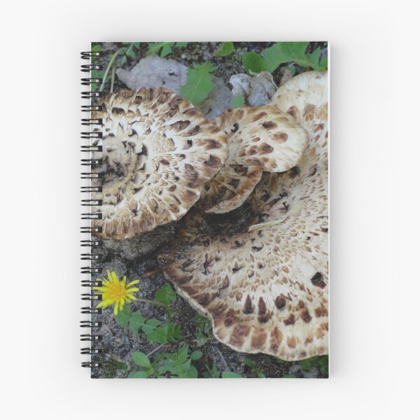 Item preview, Edible wild Mushroom, Dryad's Saddle designed and sold by BuddingTree.