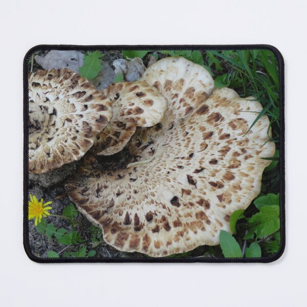 Item preview, Edible wild Mushroom, Dryad's Saddle designed and sold by BuddingTree.