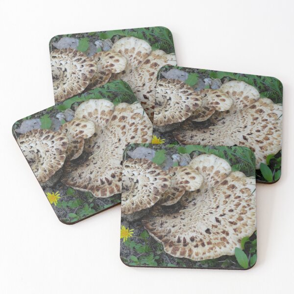 Item preview, Edible wild Mushroom, Dryad's Saddle designed and sold by BuddingTree.