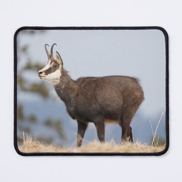 Item preview, Chamois designed and sold by KNBS.