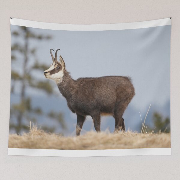 Item preview, Chamois designed and sold by KNBS.