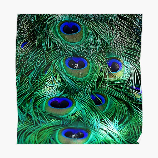 Peacock Feathers Poster