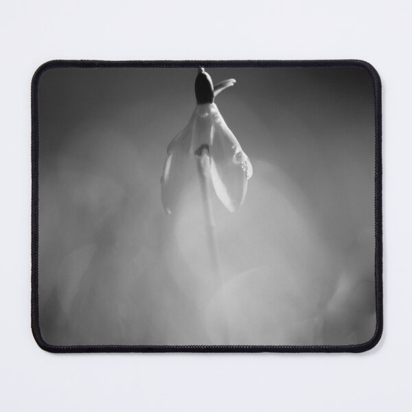 Item preview, Digital photography of an isolated sunlit Snowdrop designed and sold by SimonJohnson1.