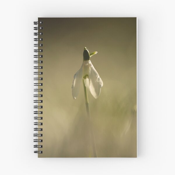 Item preview, Digital photography of an isolated sunlit Snowdrop designed and sold by SimonJohnson1.