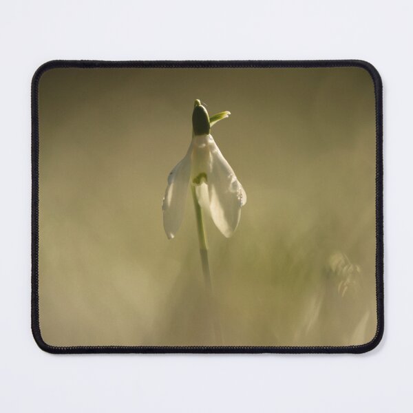 Item preview, Digital photography of an isolated sunlit Snowdrop designed and sold by SimonJohnson1.