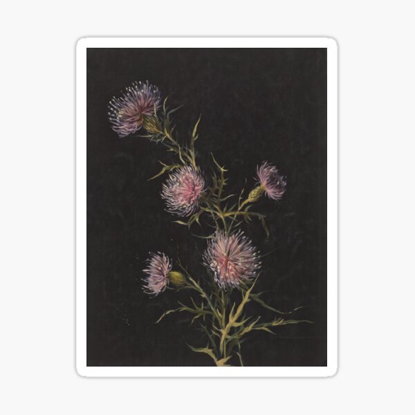 Study of Thistles by Sophia L. Crownfield Sticker