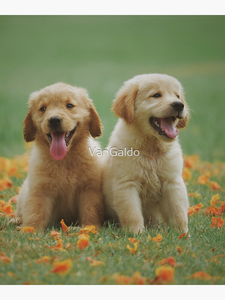 Ce Golden Retriever Est En Admiration En Voyant Pour La Première Fois