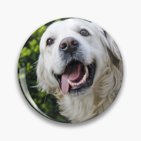 Item preview, Funny Looking Golden Retriever Dog designed and sold by VanGaldo.