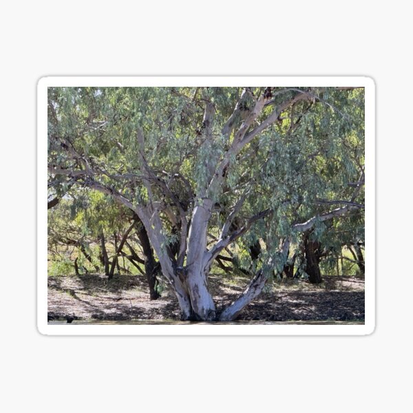 Item preview, Trees On the Banks of the Warrego designed and sold by ComicJo.