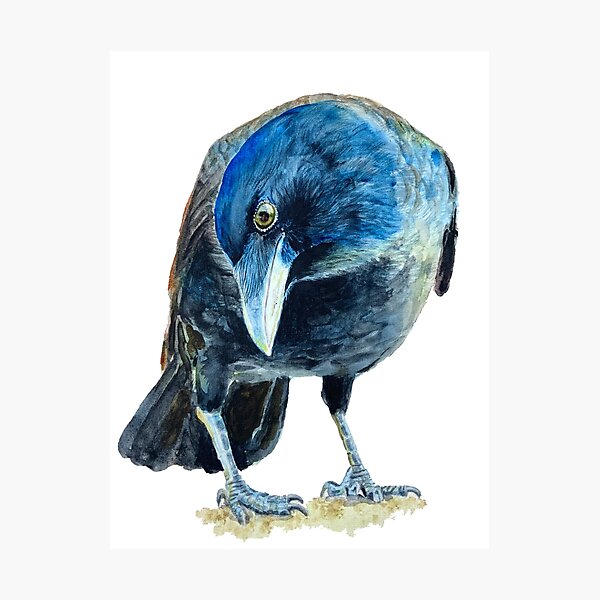 Item preview, Hand painted Watercolour of an inquisitive raven 1 designed and sold by Bexmoony.