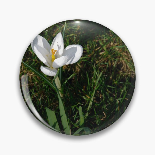 Item preview, "Nature's Delight: Close-Up of a White Crocus Bathed in Sunlight designed and sold by InbalTurShalom.