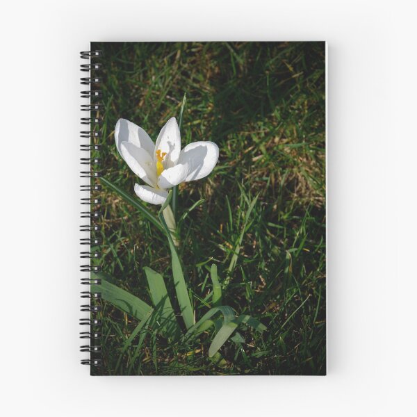 Item preview, "Nature's Delight: Close-Up of a White Crocus Bathed in Sunlight designed and sold by InbalTurShalom.