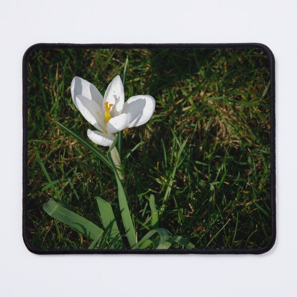 Item preview, "Nature's Delight: Close-Up of a White Crocus Bathed in Sunlight designed and sold by InbalTurShalom.