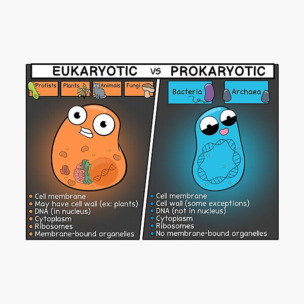 Item preview, Eukaryotic vs Prokaryotic Cells designed and sold by amoebasisters.