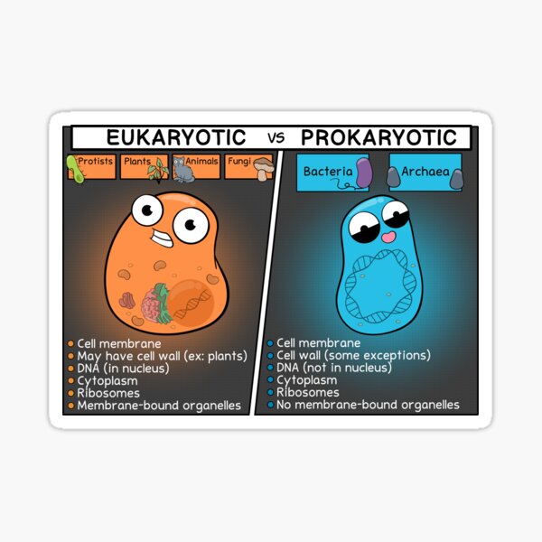 Eukaryotic vs Prokaryotic Cells Sticker