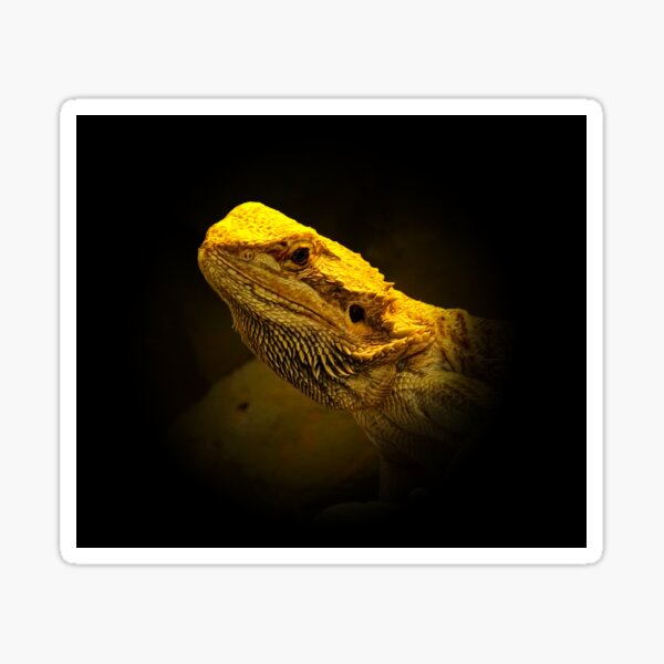 Item preview, Pogona designed and sold by Guardi71.