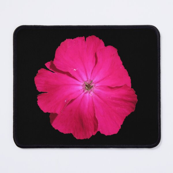 Item preview, Pink Rose Campion Flower designed and sold by SnapsBySara.