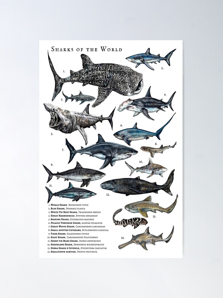 fposter,medium,wall_texture,