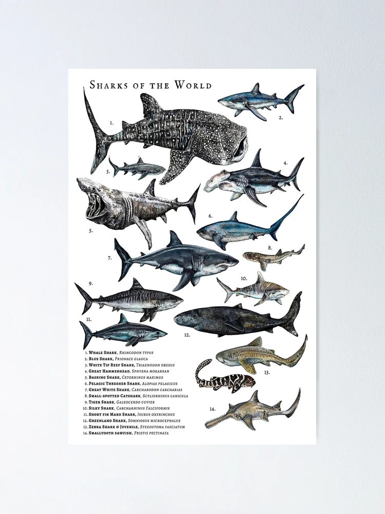 fposter,small,wall_texture,